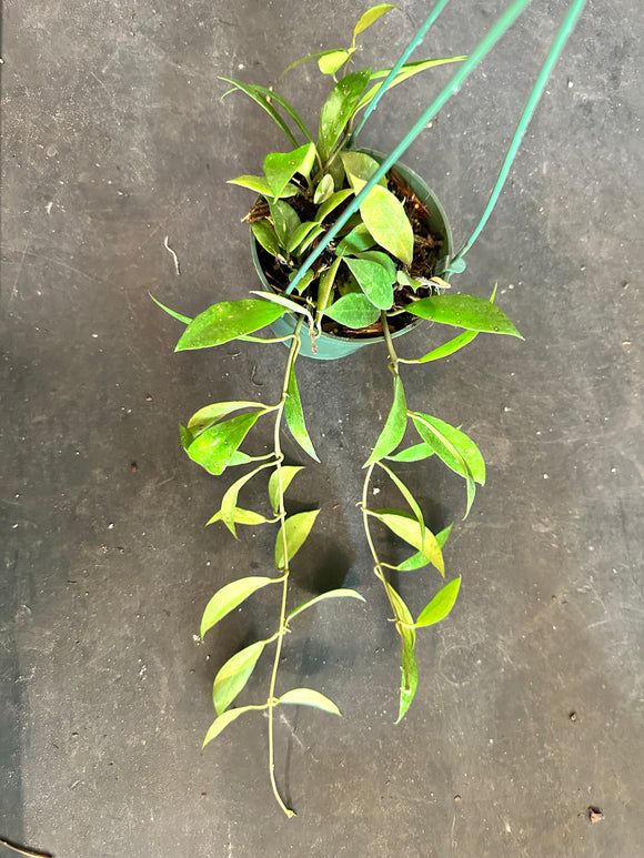 Hoya ‘Rebecca’ cv. Hanging basket