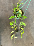 Hoya ‘Rebecca’ cv. Hanging basket
