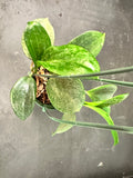 Hoya Merrillii (hanging basket)