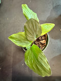 Kaempferia pulchra aka Peacock Ginger