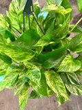 Marble Queen Pothos (Epipremnum Aureum "Marble Queen") in 8" hanging basket