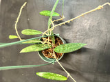 Hoya SR 2007-13 in a Hanging Basket