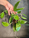 Hoya Clandestina (hanging basket)