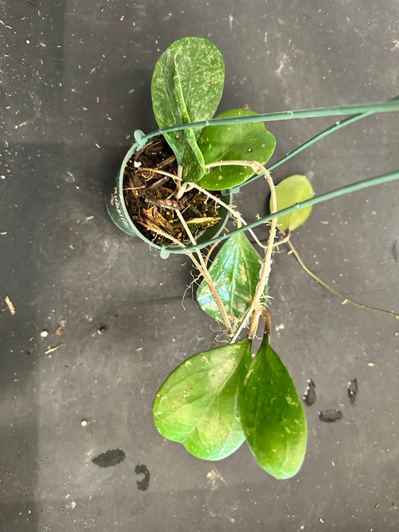 Hoya Michele (Hanging Basket)