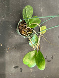 Hoya Michele (Hanging Basket)