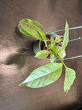 Hoya Multiflora (Shooting Star) hanging basket