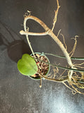 Hoya Kerrii fuzzy (Hanging Basket)