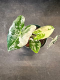 Alocasia Variegated Frydek