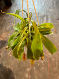 Nepenthes Alata aka Carnivorous Pitcher Plant in a 6” hanging basket