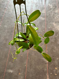 Hoya ‘Black Dragon’ pubicorolla in a hanging basket