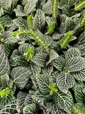 White Fittonia