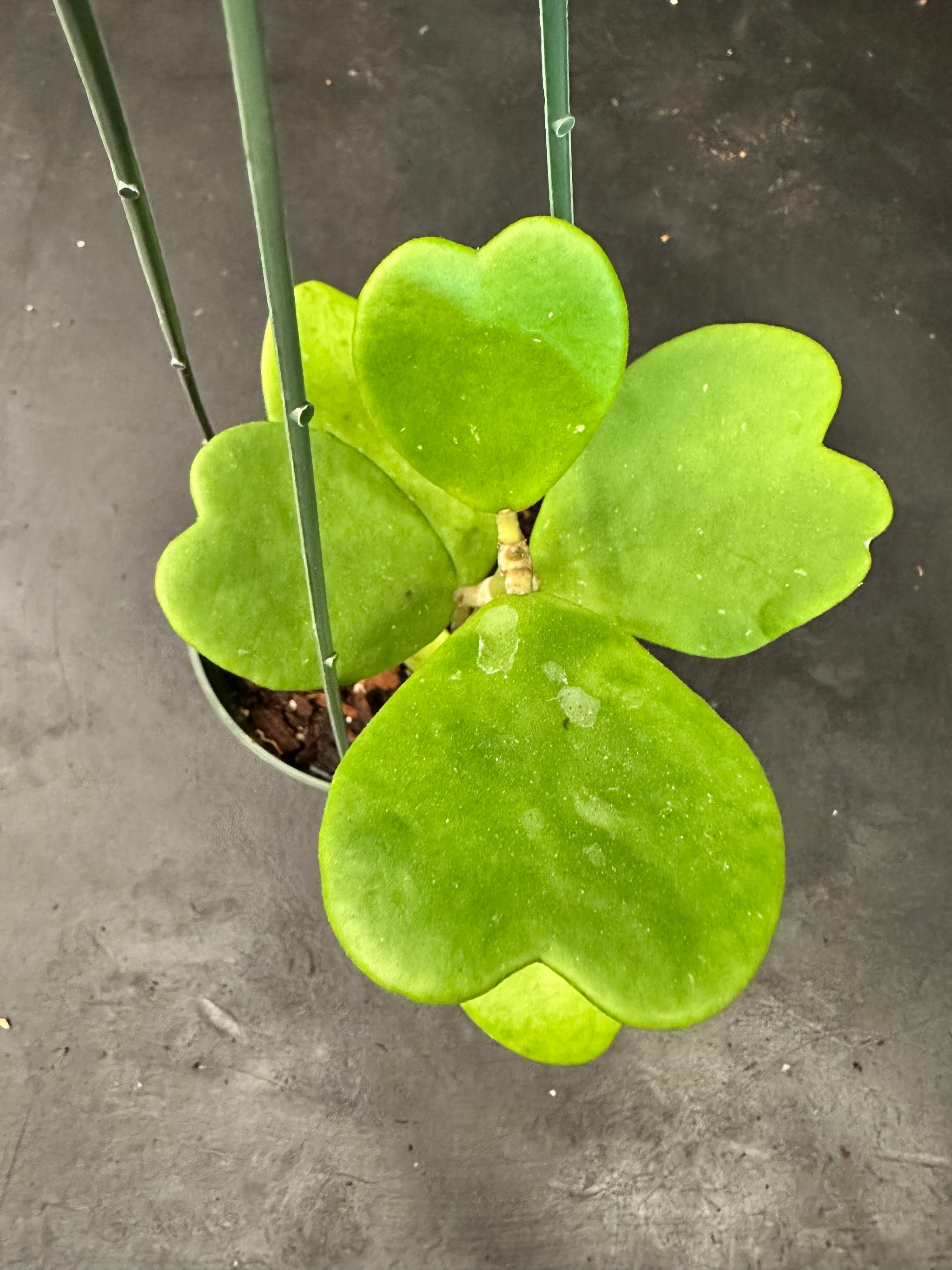 Hoya Kerrii in a hanging basket – Christine's Tropical & Exotic Plants