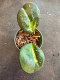 Hoya Obovata (Albo inner variegated)