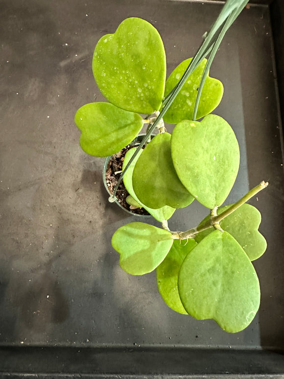 Hoya Kerrii in a hanging basket