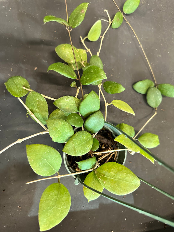 Hoya Ovalifolia hanging basket
