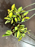 Hoya Burtoniae variegated