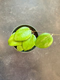 Hoya Neocaledonica