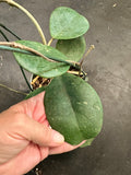 Hoya Obovata (Hanging Basket)