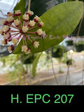 Hoya EPC 207 (hanging basket)