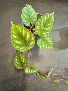 Cissus Discolor aka Rex Begonia Vine