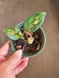 Aglaonema Red Zircon