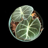 Alocasia ‘Black Velvet’ aka Alocasia 'Reginula'