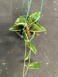 Hoya Verticillata ‘white margins’ (hanging basket)