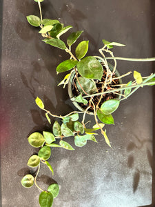 Hoya Carnosa ‘Chelsea’ hanging basket