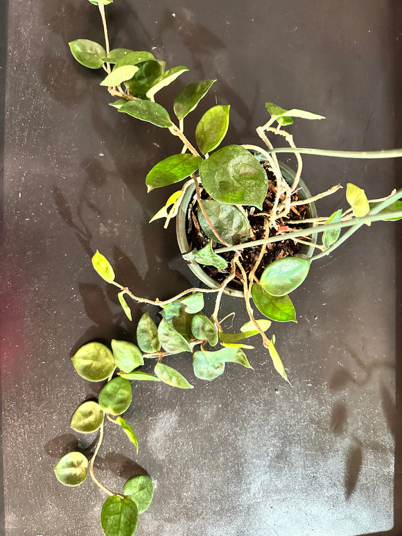 hoya carnosa hanging plant Hoya Carnosa 'Chelsea' hanging basket – Christine's Tropical & Exotic Plants