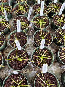 Drosera Capensis