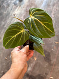 Philodendron Gloriosum