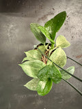 Hoya Merrillii (hanging basket)