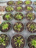 Spathulata Intermedia aka Rosy Sundew