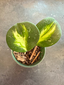 Hoya Obovata (Albo inner variegated)