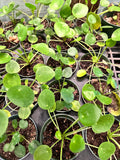 Pilea Peperomoides aka Chinese Money or Friendship Plant