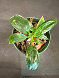Philodendron White Princess