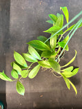 Hoya Obscura hanging basket