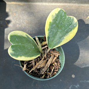 Hoya Kerrii "variegated margin" AKA albo marginata