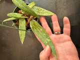 Hoya SR 2007-13 in a hanging basket