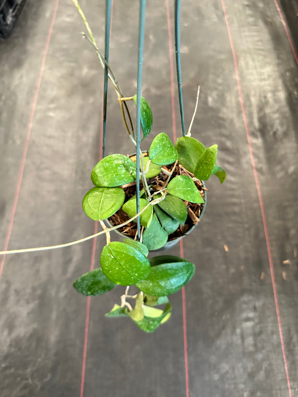 Hoya Hat Som Paen (IML 1438) (Hanging Basket)