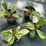 Hoya Incrassata (outer variegated) AKA 'Eclipse'