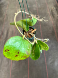 Hoya Loyceandrewsiana AKA 'Dinner Plate" (hanging basket)