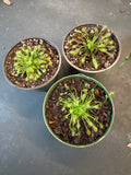 Spathulata Intermedia aka Rosy Sundew