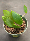 Hoya Verticillata splash