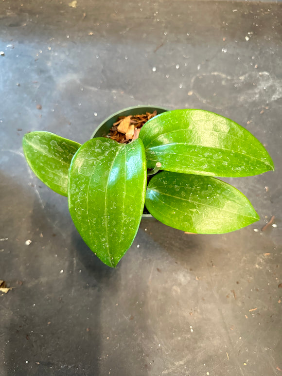 Hoya Cinnamomifolia Purpureofusca