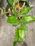 Hoya Krohniana ‘black leaves’ hanging basket