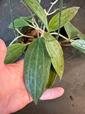 Hoya Latifolia (hanging basket)