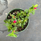 Aptenia Cordifolia AKA Doreanthus/ Baby Sun Rose/ Mezoo Plant