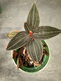 Ludisia Discolor AKA Red Jewel Orchid