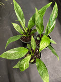 Spathiphyllum Jet Diamond aka Variegated Peace Lily